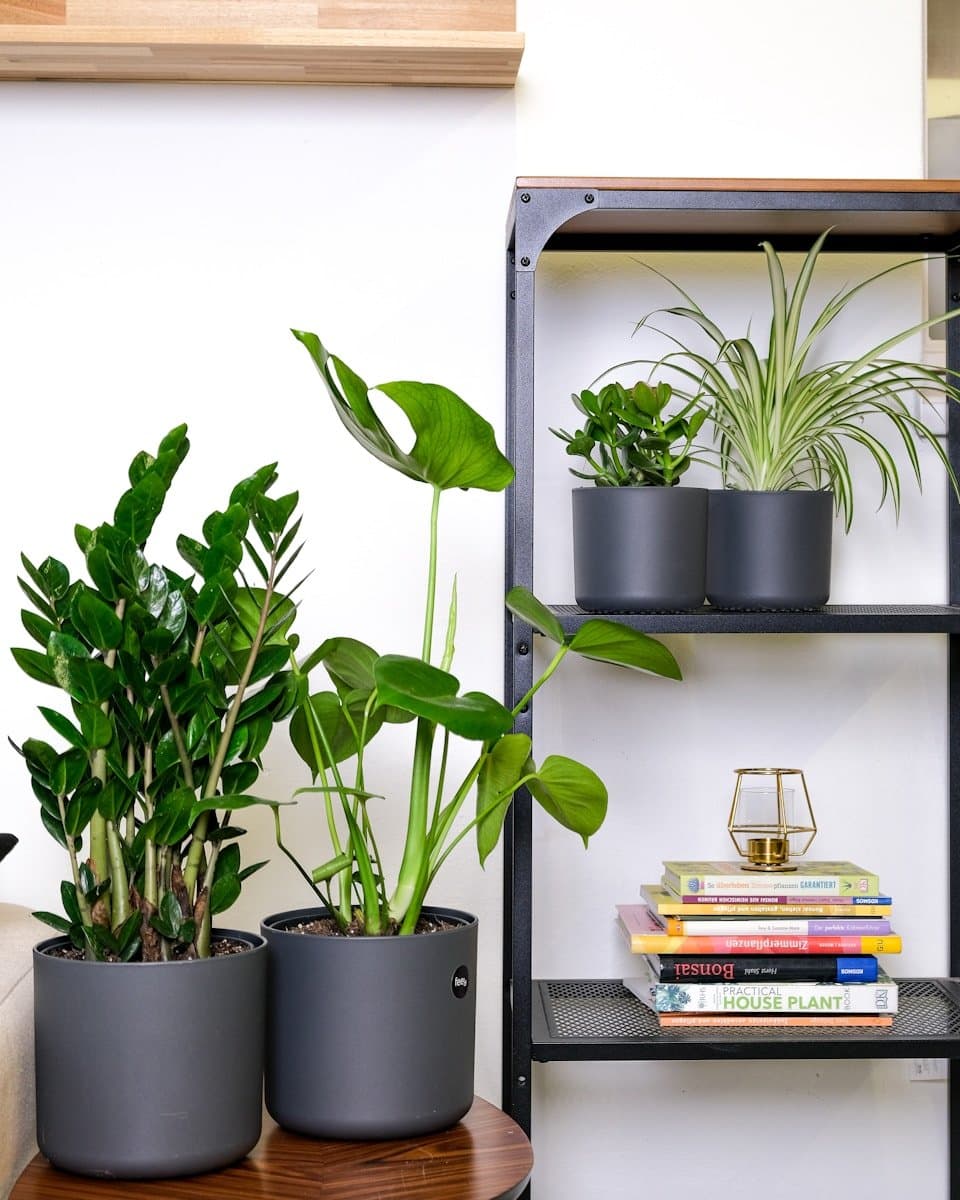 The Best Indoor Plants for Low Light